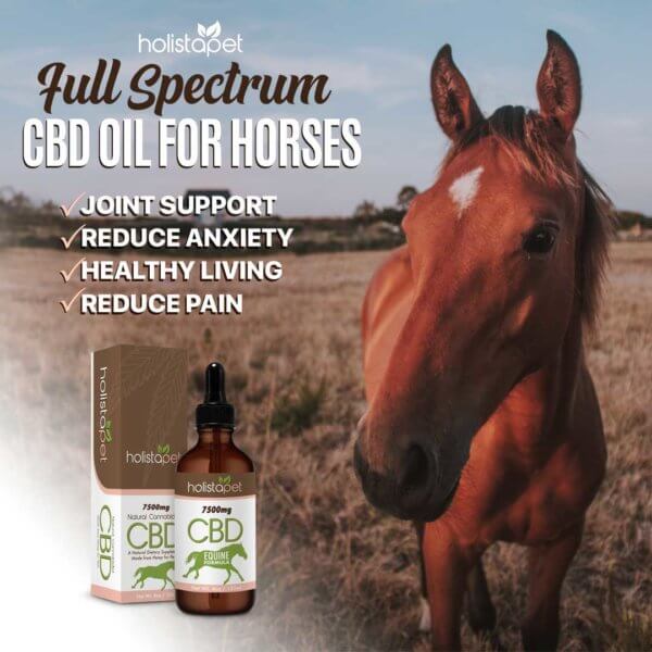 Benefits Holistapet CBD Oil for Horses 